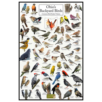 Ohio's Backyard Birds Poster - Ohio Bird Watching and Feeding Chart