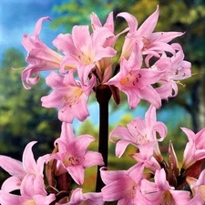 Easy to Grow Amaryllis Belladonna Lily Pink 3 Plant Bulbs, Summer Zones 7-10