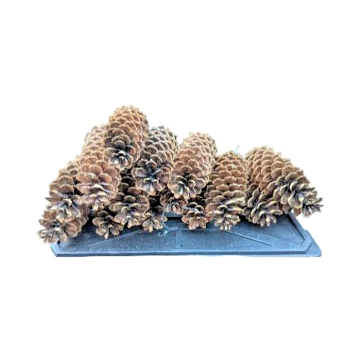 Conos de pino totalmente naturales o de azúcar de 10" a 11" arte y manualidades, vacaciones, decoración, corona Foto 4 de 4