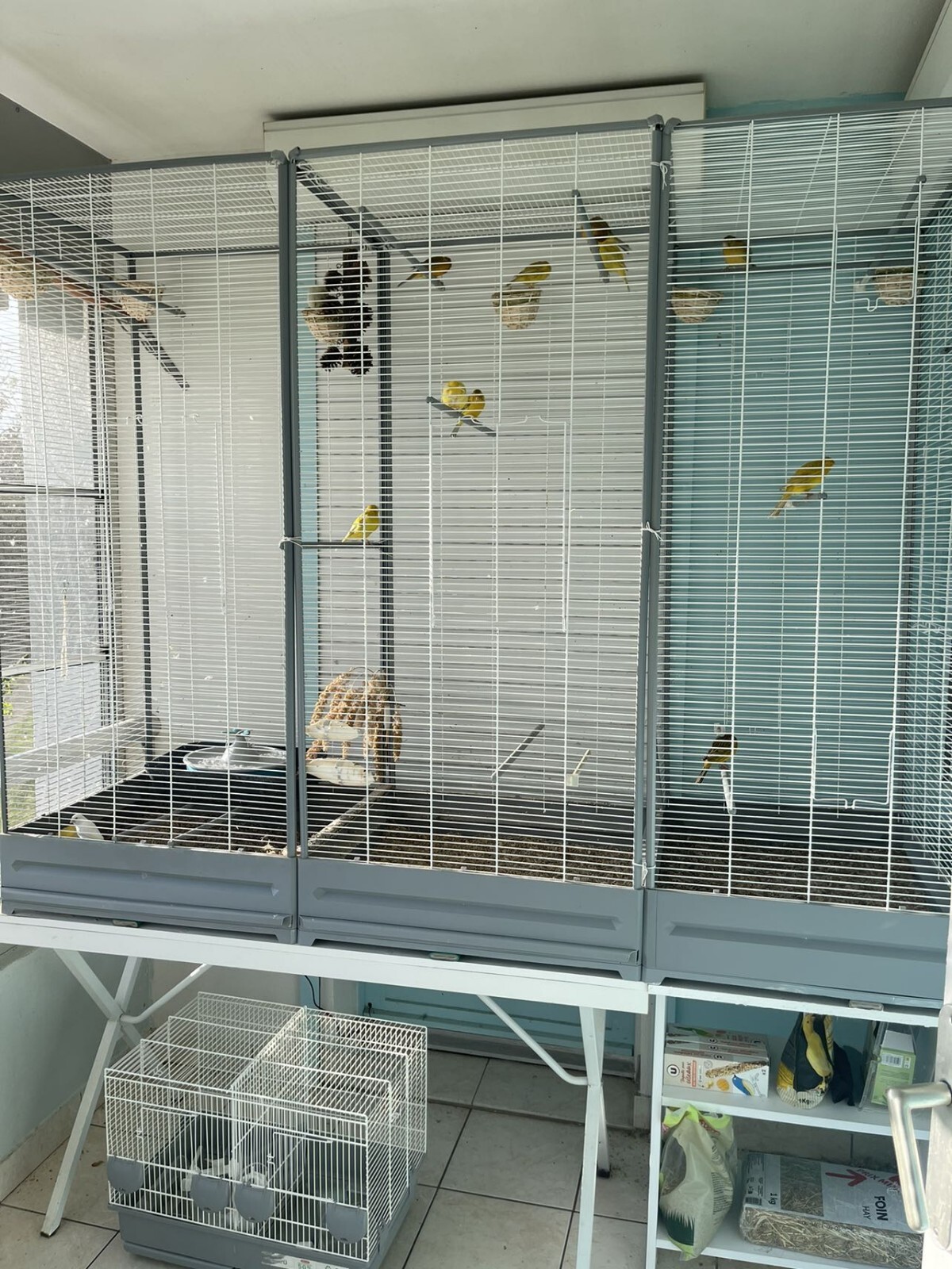 Cage oiseaux grand volume avec tiroir amovible et ses 13 canaris