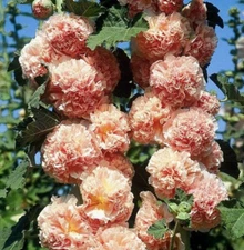Hollyhock CHATER'S DOUBLE SALMON Peony Flowered Blooms Biennial Non-GMO 25 Seeds