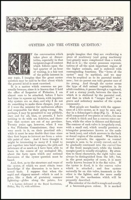 OYSTERS AND THE OYSTER QUESTION; PART 1, WHY ARE THEY SO EXPENSIVE? AN ORIGINAL