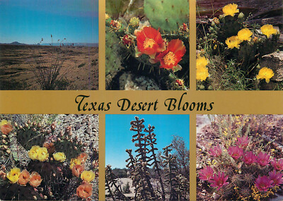 Postcard 6 Views of Texas Desert Blooms