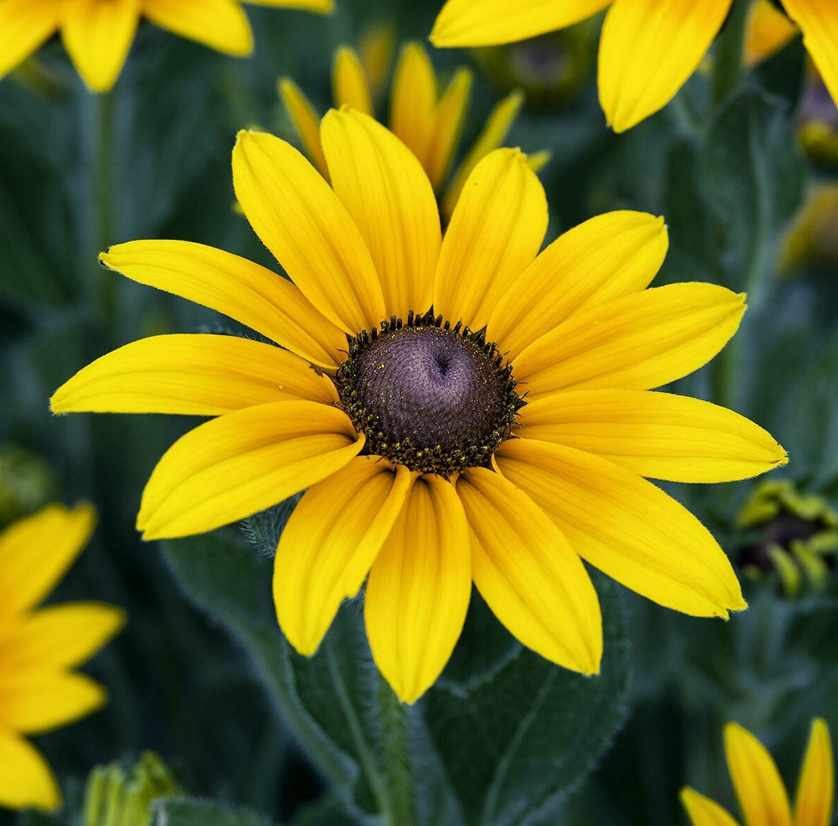 BLACK EYED SUSAN FLOWER SEEDS 2000+ PERENNIAL bee BUTTERFLY garden FREE