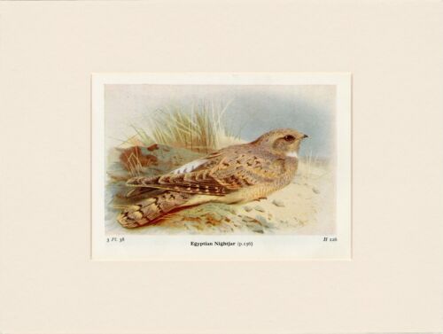 EGYPITAN NIGHTJAR OLD ANTIQUE BIRD PRINT 1926 READY MOUNTED TO FRAME GREAT GIFT - Picture 1 of 1