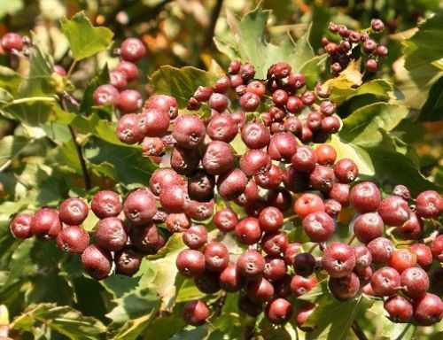 Elsbeere Samen Beerenstrauch Obstbaum fr den Garten Blumentopf Pflanzkbel  Deko | eBay.de
