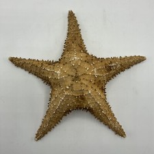 Vintage Real Authentic Large Dried Knobby Starfish Seashell 10.5  