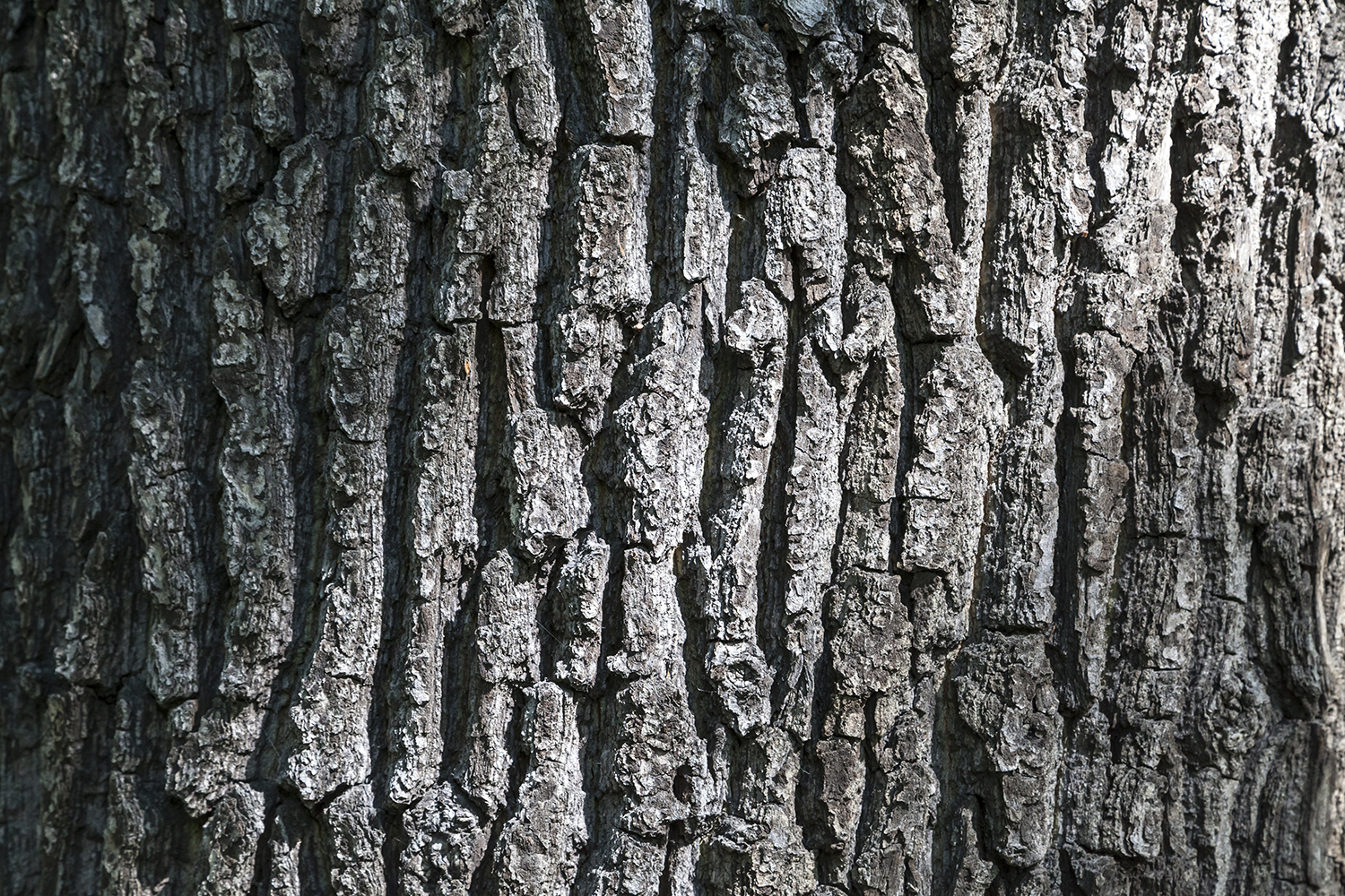 Baumrinde Baum Fotoleinwand Wandbild Wandbild Wandbild Poster Alu - 