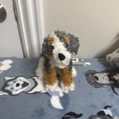 Douglas Cordy Australian shepherd kohair