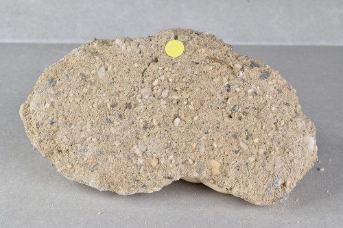 Fossil Turritella Shell on Matrix from Touraine, France 9.7 cm # 20664 - Picture 7 of 9