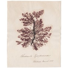 Antique 1833 Scottish dried sea algae herbarium 6 Rhodomela lycopodioides