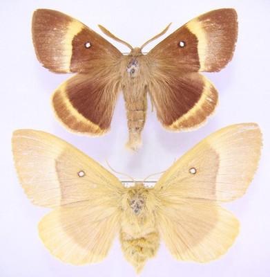 Pärchen Lasiocampa quercus aus Italien