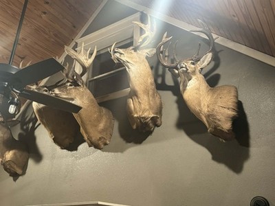 B&C Whitetail Deer Mount Collection Racks | eBay