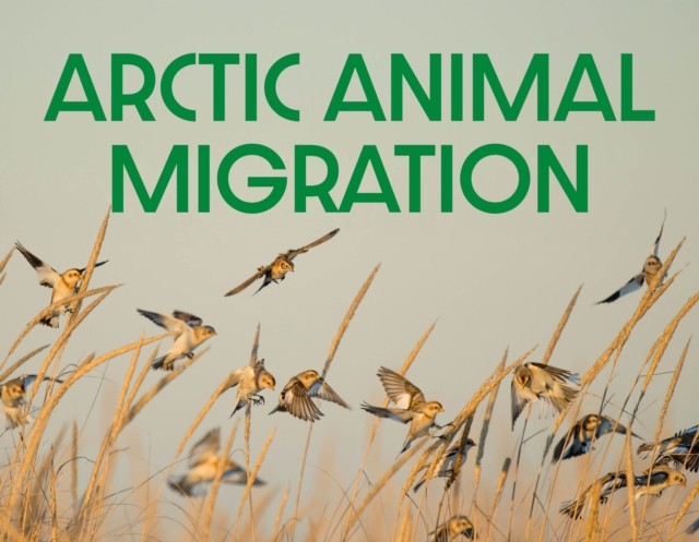 Arctic Animal Migration by Arvaaq Press PAPERBACK 9781774506424