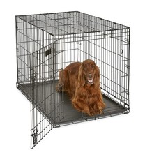 MidWest iCrate 42in Single Door Dog Crate w/ Divider Large Breed