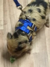 Carter Pet Supply Adjustable Hog/ PIG Harness With Leash Double Buckle Easy Fit