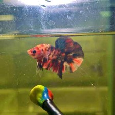 Tiger Koi Plakat - Male Betta 195