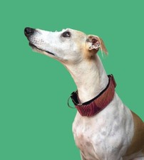 Martingale Dog Collar Handmade - 23 1/2 "at largest / 16 1/2" inches at smallest