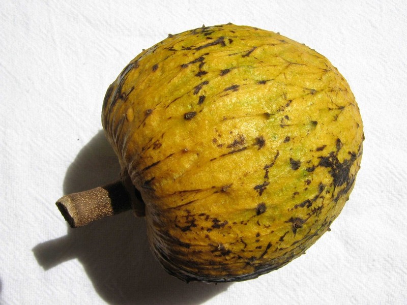 Annona salzmannii