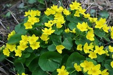 Marsh Marigold Caltha Paustris LIVE Plant Aquatic Pond Marginal Bog