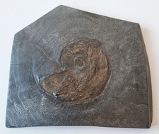 Sehr schöne Schieferplatte - Ammonit - Holzmaden - 10 cm - Original - rar