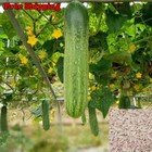 Cucumber Seeds, Asia Summer Cucumber Seeds | NON-GMO, Organic