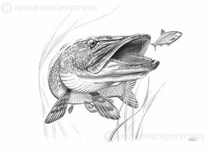 PIKE Art Drawing Print as seen on the inside cover of the book Willow Pitch 3 PIKE Art Drawing Print as seen on the inside cover of the book Willow Pitch 3