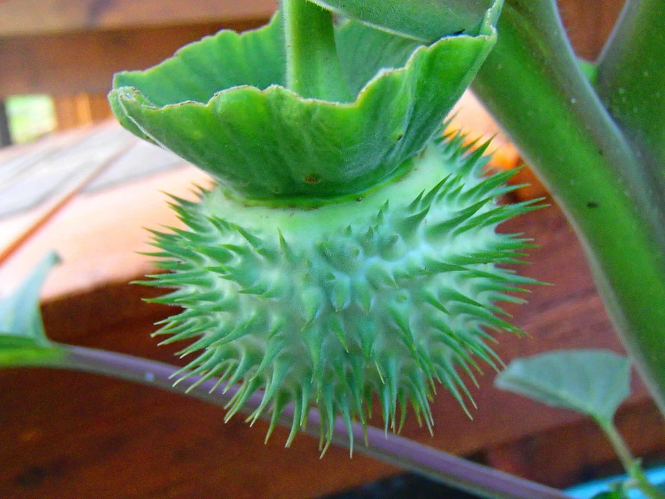 SEMILLAS DE FLOR DE LUNA BLANCA FLORACIÓN NOCTURNA - GRANDES FLORES FRAGANTES 2025 COSECHA DE OTOÑO Foto 4 de 4