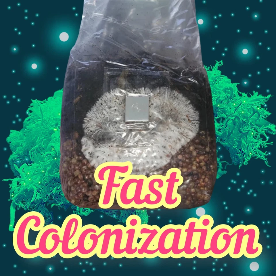 4lb All-in-One Mushroom Grow Bag | Easy To Use |  New Size! - Image 2 of 4
