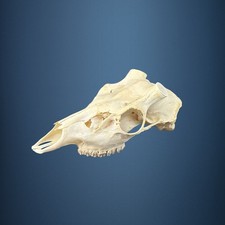 590KU Crane de cerf, bois de cerf, massacre, trophée, Diametre 30mm 