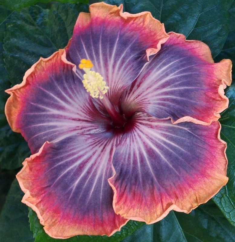 SPECTROFLASH Tropical Hibiscus -- Plant in 4.5" pot