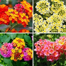 280 Lantana Camara Seeds, Mixed Colors, Perennial Heat  Colors