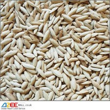 Small Special Pumpkin Seeds (Lightly Salted, Roasted in Shell)