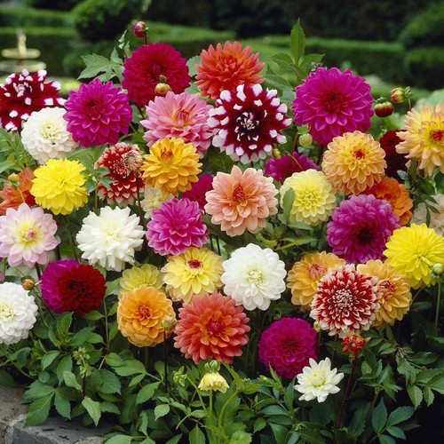 6 Dahlia Decorative Dinnerplate Mix Perennial Small Single Bulbs Tubers