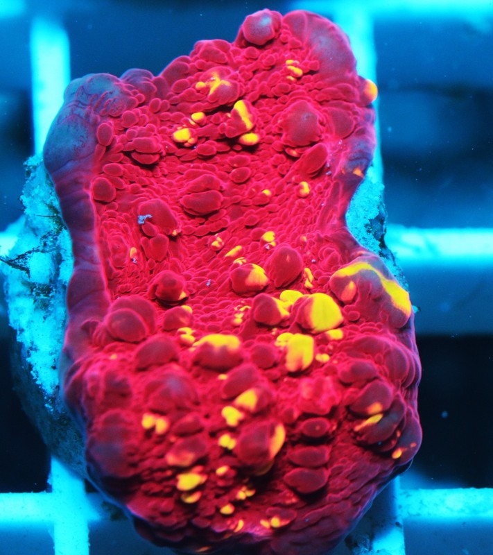 Time Warp Chalice Frag Zoanthids Zoa Paly SPS LPS Corals, WYSIWYG