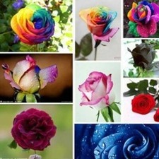 500pcs Purple Rose Mixed Rose Seeds Perennial Flower Garden Decor Home Plant