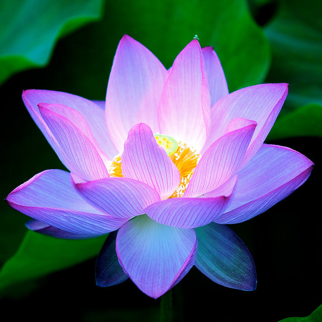 Blue Lotus Flower Pictures