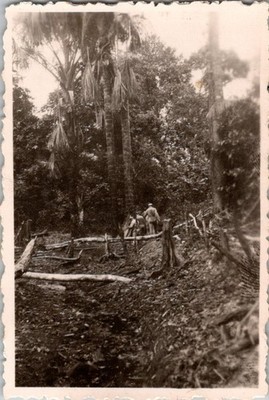 Vintage Original Photo Men Jungle Clearing Palm Trees Expedition Tropics 1940s