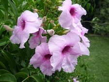 Bower of beauty  (Pandorea Jasminoides) 50 Fresh Seeds
