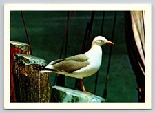 Seagull Gulf Coast Texas Chrome Postcard Frank Whaley Corpus Christi FW-972