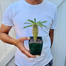 Madagascar Palm Plant Pachypodium Lamerei Cactus