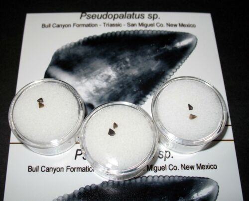 Trias Phytosaur gezackter Zahn Bull Canyon Dinosaurier fossile Betten 2 pro Gebot - Bild 3 von 3