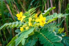 Organic Dried Senna Leaves Herbal Tea No Artificial Colours Flavour 100g
