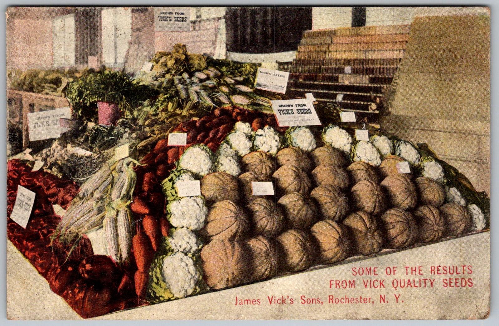 Antique Postcard Vick Quality Seeds Display Rochester, NY 1910s