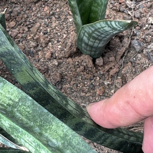 15CM Succulent Cactus Plant Sansevieria Trifasciata Prain Dwarf Garden Plant - Picture 5 of 12