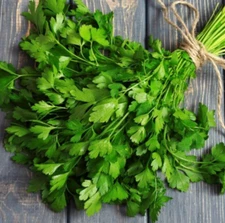 Flat Leafed Parsley Parsnip Seeds, 75 Day Harvest, (Petroselinum crispum)