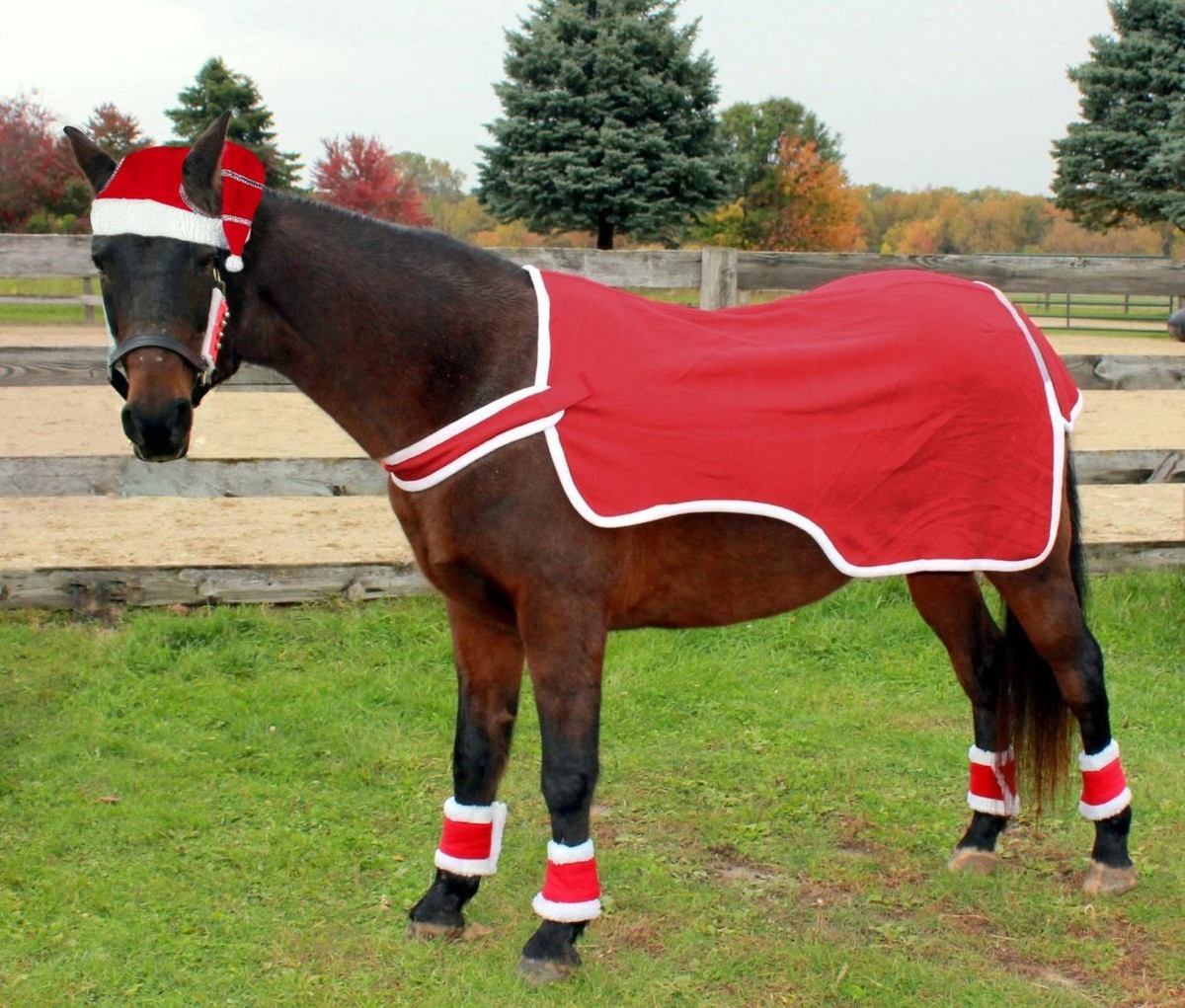 horse dressed for christmas Hacking around the Christmas tree: Our #Hack1000Miles riders share their Christmas fancy dress