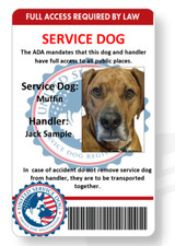 Service/emotional support dog handler ID card printed full color double sided