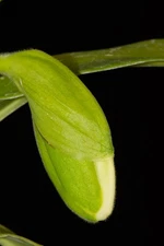 Paphiopedilum Mary's Peak #5  (Olympic Halo HCC x Emerald Brocade AM), in bud