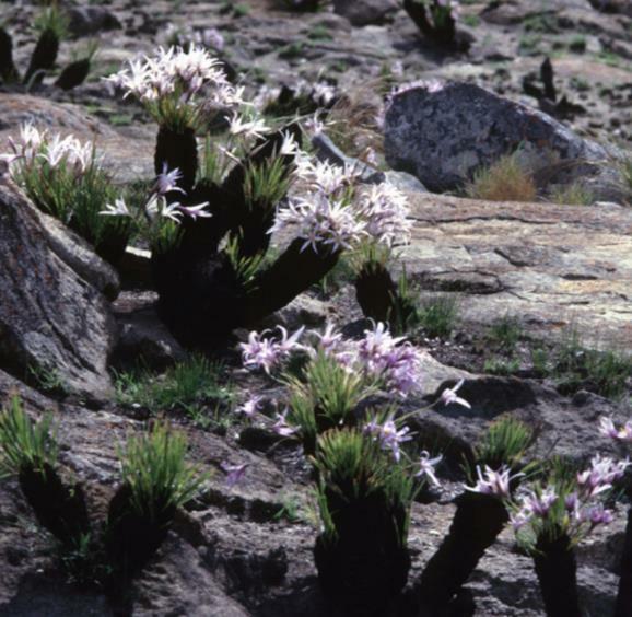 希少種 Xerophyta retinervis Xerophyta retinervis, Black Stick Lily Rare Cold and Drought Hardy